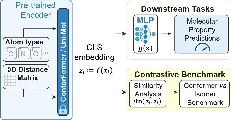 ConforFormer: geometry-first molecular representation